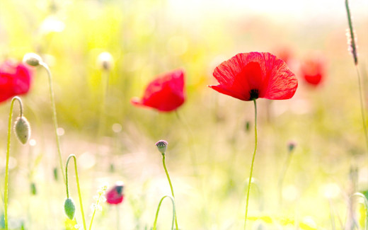 620182 (a): :2560x1600